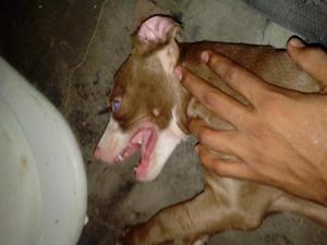 se vende pitbull buena genetica