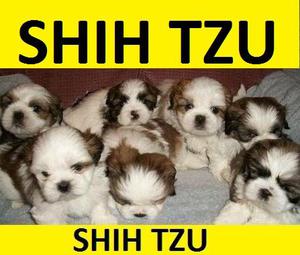 shihtzu cachorros y mas razas pequeñas en venta!!!!!