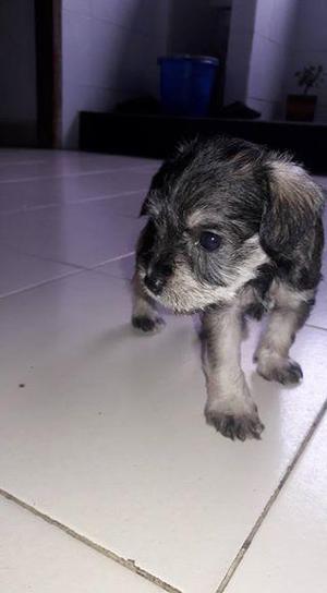 vendo cachorro schnauzer