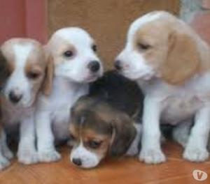 lindos cachorros de beagle