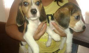 Beagle Hembras