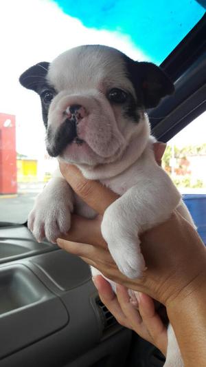 Bulldog Frances