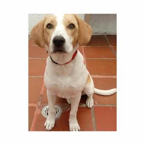 Cachorra beagle 310 