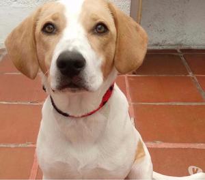 Cachorra beagle adopcion