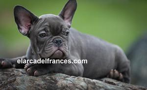 Cachorro Bulldog Frances Blue.