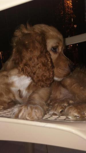 Cachorro Cocker