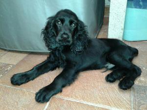 Cachorro Cocker Spaniel