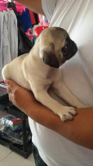 Cachorro Pug