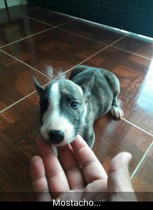 Cachorros Bullterrier bull Terry