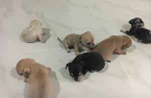 Cachorros Chiguagua Puros