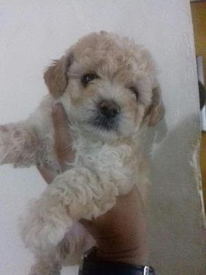 Cachorros Frnchpoodle Minitoy Tacita de