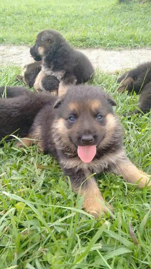 Cachorros Pastor Aleman