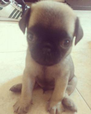 Cachorros Pug