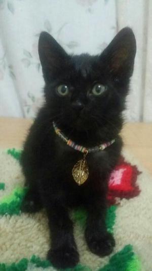 Cali Adopcion Gatito Negro Ojos Verdes