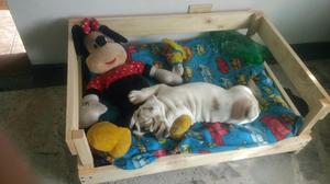 Camas en Venta para Perros