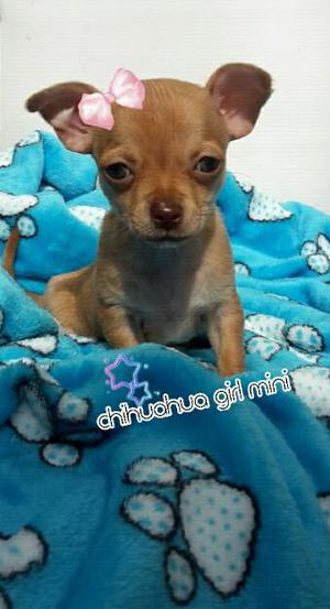 Chihuahua gold..for sale colombia