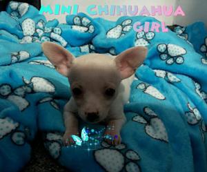 Chihuahua hembra blanca!!!for sale