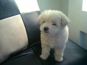 Cria French Mini Cocker Schnauzar Beagle