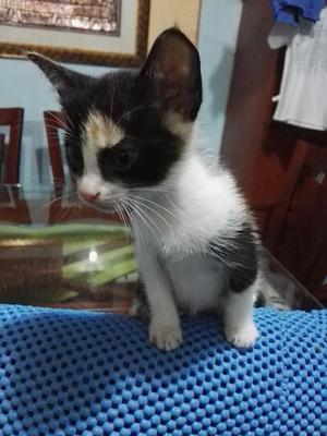 Gatitos en Adopcion