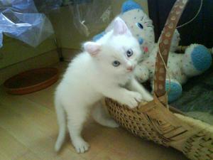 Gato Angora Albino