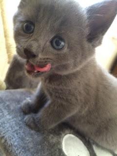 Gato Azul Ruso Bebe Puro