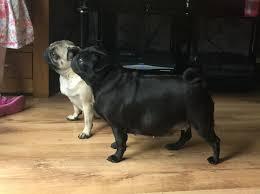 HERMOSOS PUG CARLINOS Y NEGROS PUROS PATAS CORTAS