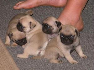 HERMOSOS PUG GARANTIZADOS REHERMOSOS