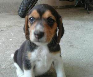 Hermosa Cachorra Beagle Tricolor