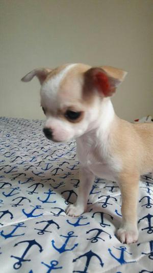 Hermoso Chihuahua en Venta Desparacitado Y Primer Vacuna