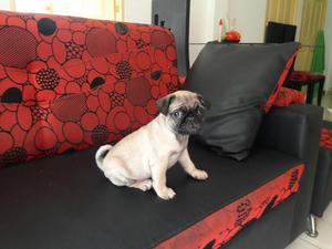 Hermoso Perrito Pug Puro