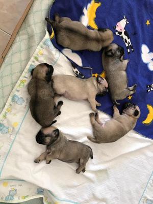 Hermosos Cachorros Pug Machos