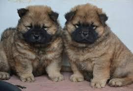 Hermosos Chow Chow