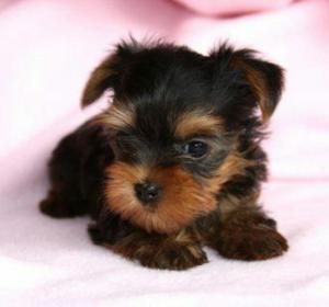 Lindo Yorki Mini Vendo