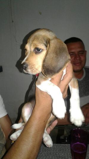 Perro Beagle