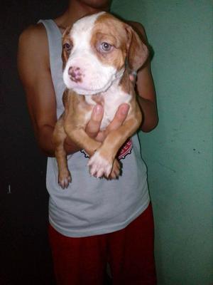 Perro Pitbull