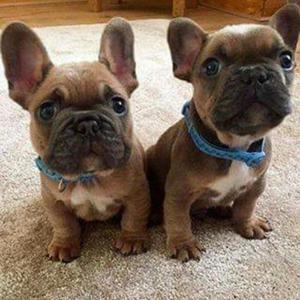 Perros Bulldog