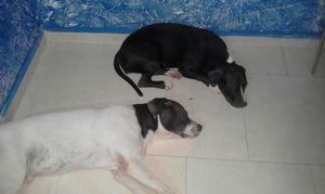 Pitbull Hembra Y Macho en Adopcion