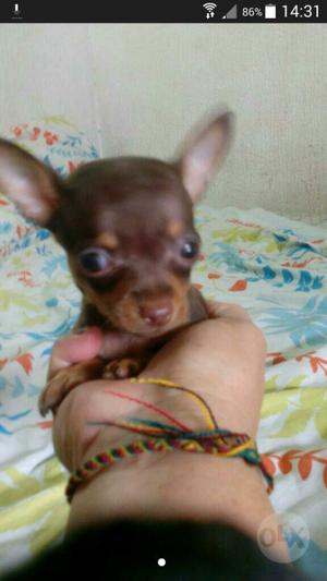 Preciosa Pincher Chihuahua