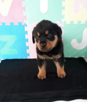 Rottweiler Línea Alemana de Alta Pureza