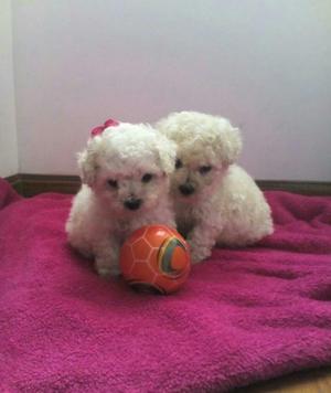 Tacitas de Te Minitoys,french Poodle