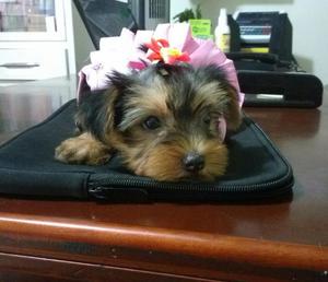 VENDO HERMOSOS CACHORROS MACHOS RAZA YORKSHIRE TERRIER