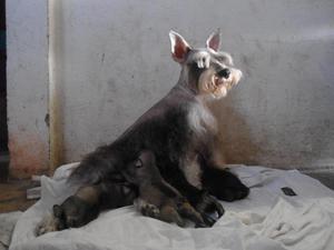 VENDO SCHNAUZER SAL PIMIENTA RAZA GARANTISADA