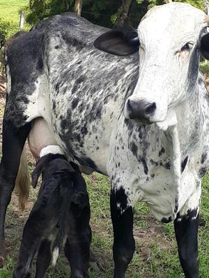 Vacas Lecheras en Santarrosa de Cabal