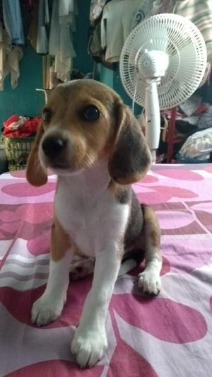 Vendo Beagle Hembra