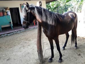 Vendo Caballo