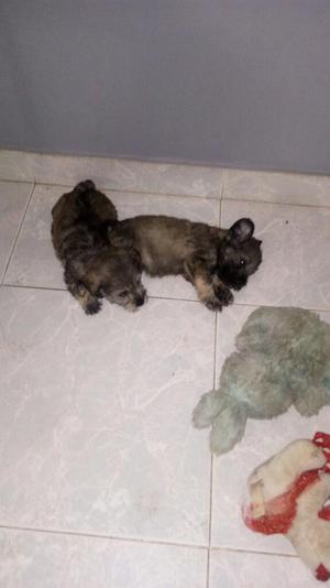 Vendo Cachorros Schnauzer