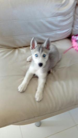 Vendo Hermosa Husky Siberiana 2 Meses