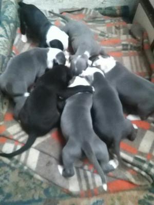 Vendo Hermosos Pitbull Blue