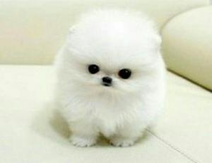 Vendo Hermosos Pomerania Miniatura