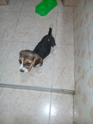 Vendo Perrita Beagle O Vigol